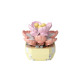 YUGAO P1246-P1269